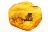 Detailed Fossil Ant, Fungus Gnat, and Mite in Baltic Amber #273190-1